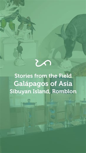 This National Heritage Month, the National Museum of the Philippines highlights the works undertaken by our field biologists from the Zoology Division! Last March to April 2024, zoologists from the National Museum of Natural History undertook field exhibitions which allowed us to further our understanding of the Philippines’ natural heritage! Take a look at how museum researchers conducted reconnaissance and collection of voucher specimens for research at Sibuyan Island, Romblon. This expedition