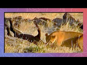 Lions Attack Baby Cape Buffalo: Buffalos Rally and Save It