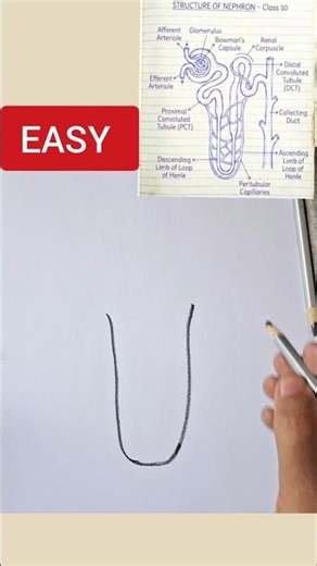 Class 10 Nephron Diagram drawing CBSE #class10 #cbse