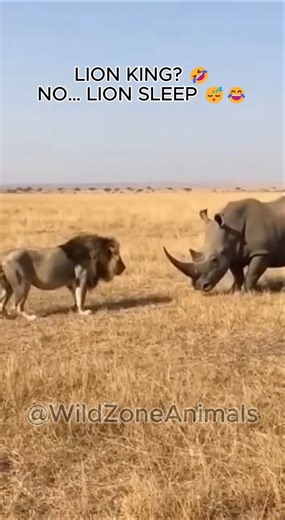 Lion Tried to Be the King… Rhino Put Him to Sleep Instead 😂🦁🦏