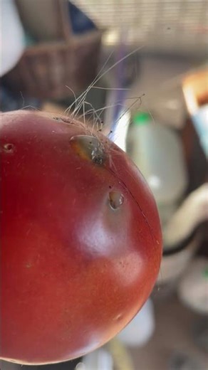 Tomato Alien LifeForm #growth #scifi #show