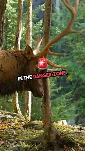 what the sign of elk attack?