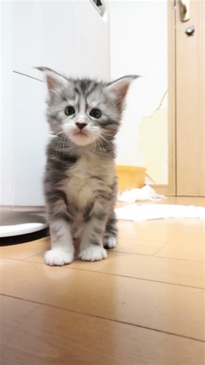 歩き始めたメインクーン赤ちゃん真奈ちゃん