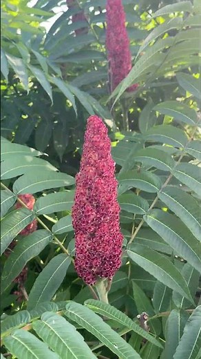 Red Sumac Plant – Beautiful Close‑Up Nature Shot
