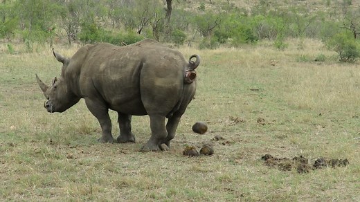 White Rhino bull marking his territory | Graeme Mitchley - Wildlife Photographer