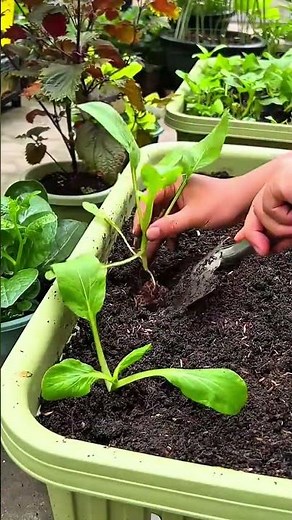 planting green vegetable seedlings into large planter box filled with fertile soil using small trowe