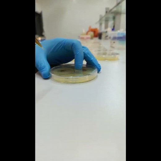 Antimicrobial activity test, Agar well diffusion method