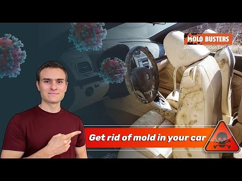 Get rid of mold in your car 🚗 - Mold Busters