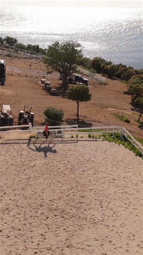 Seaside Nature Park on Instagram: "Do you love horses? We absolutely do at Seaside Nature Park. From gentle rides to unforgettable moments by the sea our love for horses is part of everything we share with our visitors. Come experience the joy connection and beauty that make Seaside a place where memories are created every day. 🐎🌴 #SeasideNaturePark #HorsesOfSintMaarten #HorseLovers #CaribbeanLife #StMaarten #SintMaarten #IslandVibes #FamilyFun #NatureLovers #BeachLife #ExploreSXM #SXMExperien