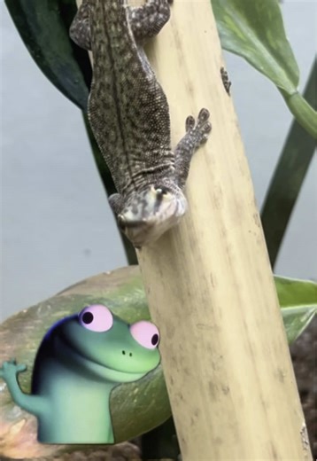 Discover Exotic Lizards at The Gecko Gallery NYC