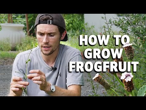 The Complete Guide to the Texas Frogfruit (Phyla nodiflora): Native Ground Cover & Pollinator Magnet