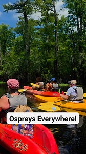 Ospreys were everywhere today. All of them were eating fish except one. We watched one fly into the nest with a 2 pound bass and started feeding the babies. | Black River Outdoors
