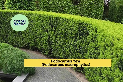 Podocarpus Yew Plant | Podocarpus Macrophyllus | One Bare Root Live Evergreen Shrub - Etsy