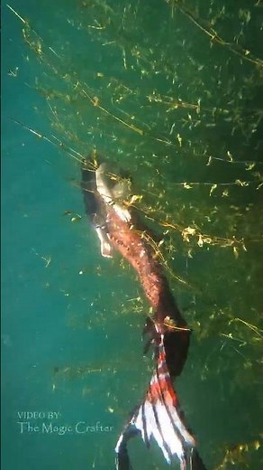 A mermaid in the seaweed