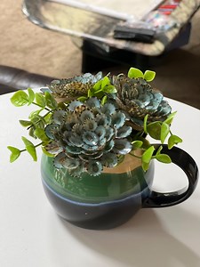 Green Limpet Shells in the Most Adorable Green, Blue and White Mug - Etsy