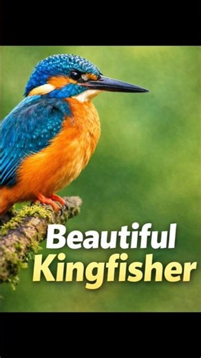 Kingfisher Bird Facts You Didn’t Know 😲 | Rang Biranga Pakshi💛