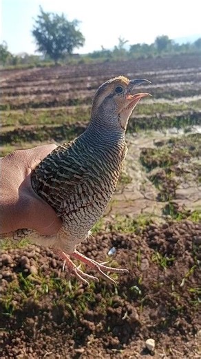 Desi Teetar Audio | Partridge Bird Natural Calls#desiteetar #partridgesounds #birdcalls