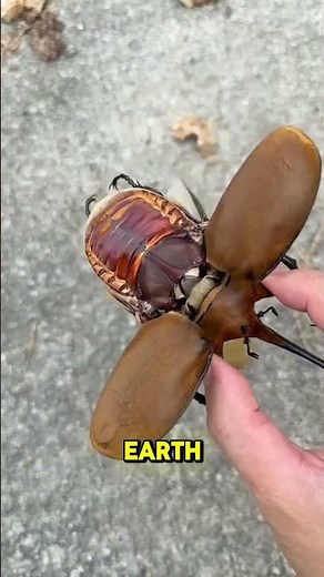 The Armor of the Hercules Beetle — Nature’s Strongest Insect