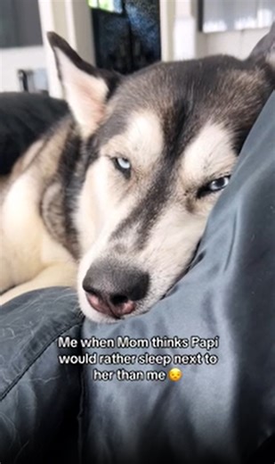 This dramatic husky with the biggest personality ever