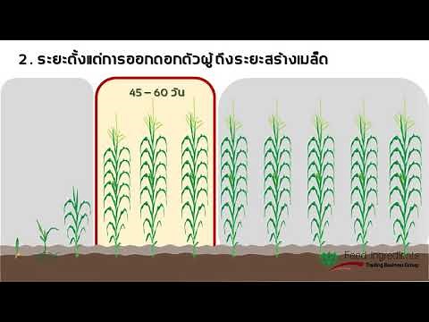 ความต้องการน้ำของข้าวโพด