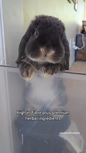 Healthy and delicious! My favorite treat is #oxbowanimalhealth Natural Science Digestive Support Supplements. Containing high fiber Timothy hay and various herbal ingredients to support the digestive health of rabbits! Blueberry is prone to GI stasis so we feed her these support tablets daily to help prevent a future episode in addition to a healthy diet. 🐰 @bluberrythebun | Oxbow Animal Health