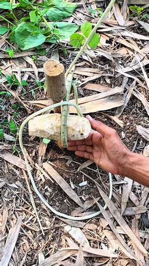 DIY Trap Creative Ideas | Easy Craft Trap Making #trap #craft