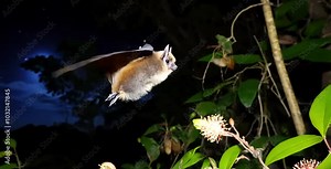 A pollinating bat hovers near a flower, collecting nectar and spreading pollen, highlighting its vital role in the ecosystem