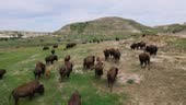 A captivating drone view of a bison herd grazing and roaming freely,...