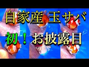 First time! Check out our home-bred Tamasaba! #Tamasaba #Goldfish #Tamakan