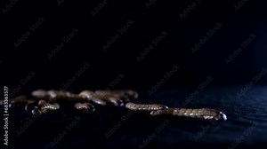 Zophobas morio, larvae, caterpillar crawls on the ground at night. Close up.