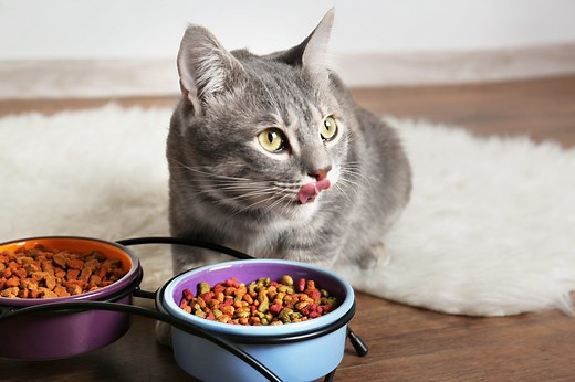 10 Best Dry Foods for Cats, According to Vets