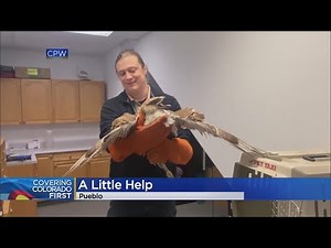 Hawk Getting Rehab After Found In A Field, Unable To Fly