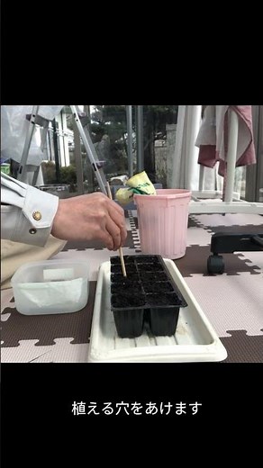 えんどう栽培 １ 播種から発芽編