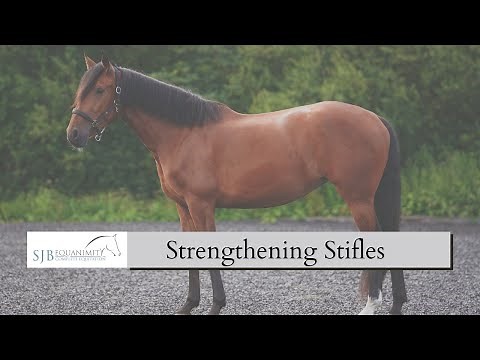 How to Strengthen my horses Stifles | SJB Equanimity