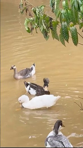 Carracos (patos domésticos): así es su cortejo y apareamiento 🦆💦 #carracos #granjafamiliar #granja