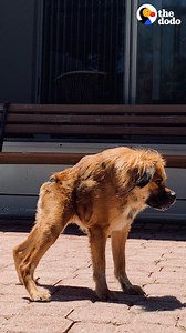 There are only a few dogs like her in the world — watch what she looks like all grown up! 💕 | The Dodo