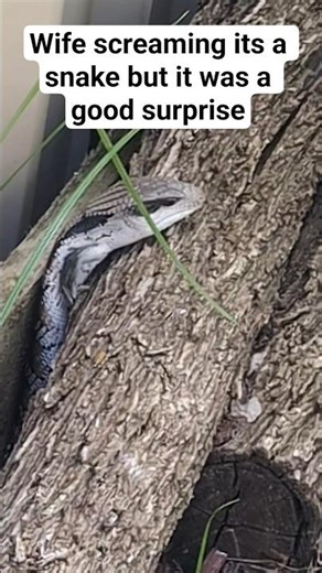 Watching my gardening skills and bossing all the bugs in the backyard. #reptiles