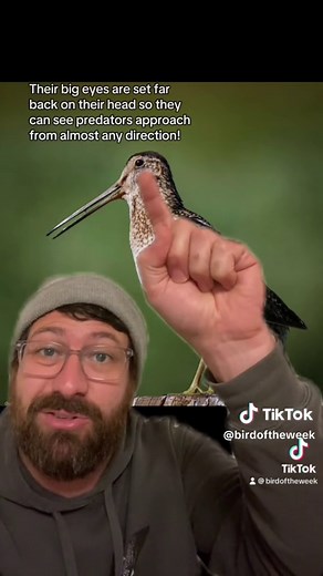 The Bird of the Week this week is the Wilson’s Snipe! #wilsonssnipe #birdoftheweek #birdingtiktok