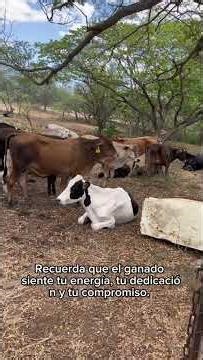 “Disciplina de Campo: El Camino del Ganadero que Nunca se Rinde”