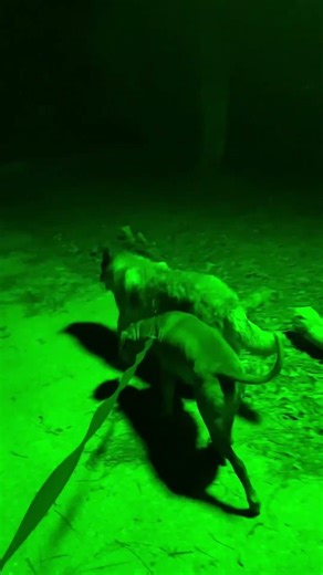 The Ultimate Night Vision Hack? Landy Green Hunting Light Review #wildlife #hunting #langylights