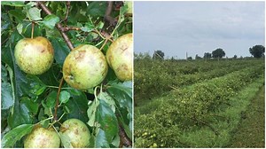 Maltempo, il Codive: «Campagne veronesi in ginocchio, si prospettano danni ingenti». Le zone più colpite