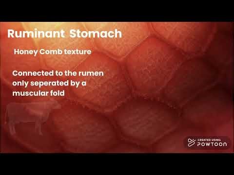 Cow Digestive system (V2)