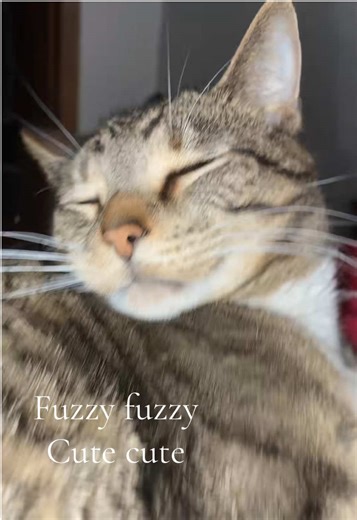 Fuzzy Feline Cuteness Overload