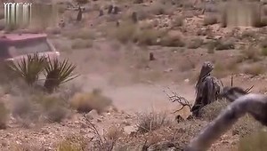 2015款丰田4Runner TRD Pro越野试驾