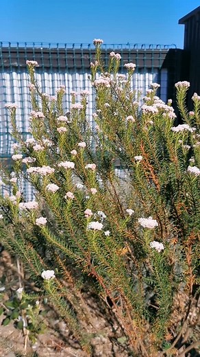 I love these late winter flowering perennials in my garden. Ozothamnus ( rice flower), leucadendron and my small leaf eucalyptus ( Parvula). I call this garden my Aussie inspiration, as I also grow my billy buttons here. Today I start potting up my Dahlia Tubers. Oh. My. Goodness. Is there anything more exciting for a flower farmer at this time of year?!!! 🌱💃 #nzcutflowers #nzhomeandgarden #nzflowerfarmer #nzhomegrown #grownnotflown #nzgardener #fyp #nzdahlias | The Floral Treasury