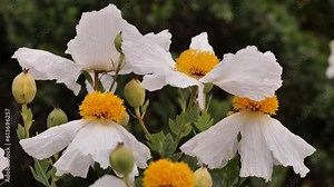 California tree poppy (Romneya coulteri). Large white flowers with a diameter of 10-18 cm. Many wild plants still bloom in early summer in California.
