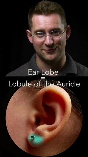 Ear Anatomy Basics