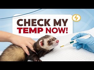 Ferret Health Check 101: How To Take Ferret’s Temperature