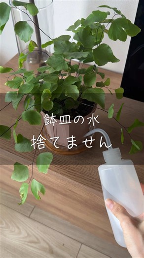 植物を育てていると 「鉢皿の水は捨てましょう」 という言葉に出会います🌿 ⁡ 私自身もお水が残らないようにと 蒸れ対策や土を乾かす工夫など これまで色々シェアしてきました ⁡ 鉢皿に常にお水を溜めて 植物に吸いたいだけ吸ってもらう 水と空気を巡らせる潤流という考え方 ⁡ 乾湿をしっかりするやり方が難しいときの 福音なのでは？と気になりながら なかなか試せずにいました ⁡ でも環境やライフスタイルによって 植物との付き合い方は本当にさまざま ⁡ フォロワーさんからも 「腰水管理でうまくいってます」 というお話を聞くことが増えて 水やりキャパを超えてきたこともあり 私も3鉢始めてみることにしました🌿 ⁡ 武農園さんフェアで迎えた コニオグランメジャポニカ アジアンタム ペルビアナム ⁡ そして気づくとすぐ水切れさせてしまう リュウビンダイ ⁡ 今のところは元気そう☺️ 新しいことを始めるのワクワクですˎˊ˗ ⁡ また変化があったら 続報を載せようと思います🌿 ⁡ それにしても ⁡ アカウントを始めてよかったなと思うのは、 みなさんの経験談を聞けること ⁡ 「私はこうしてるよ」 のお話