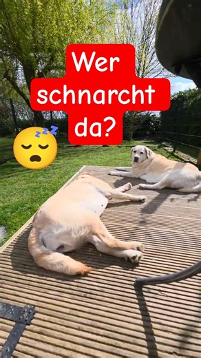 🤔😴 Wer schnarcht da so? Zwischendurch mal Sonne. Die Labrador Damen und wir relaxen. #labrador